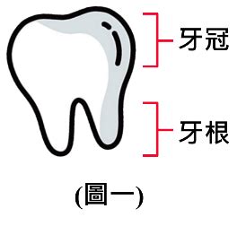 牙齒掉下來|牙齒意外脫落之照護